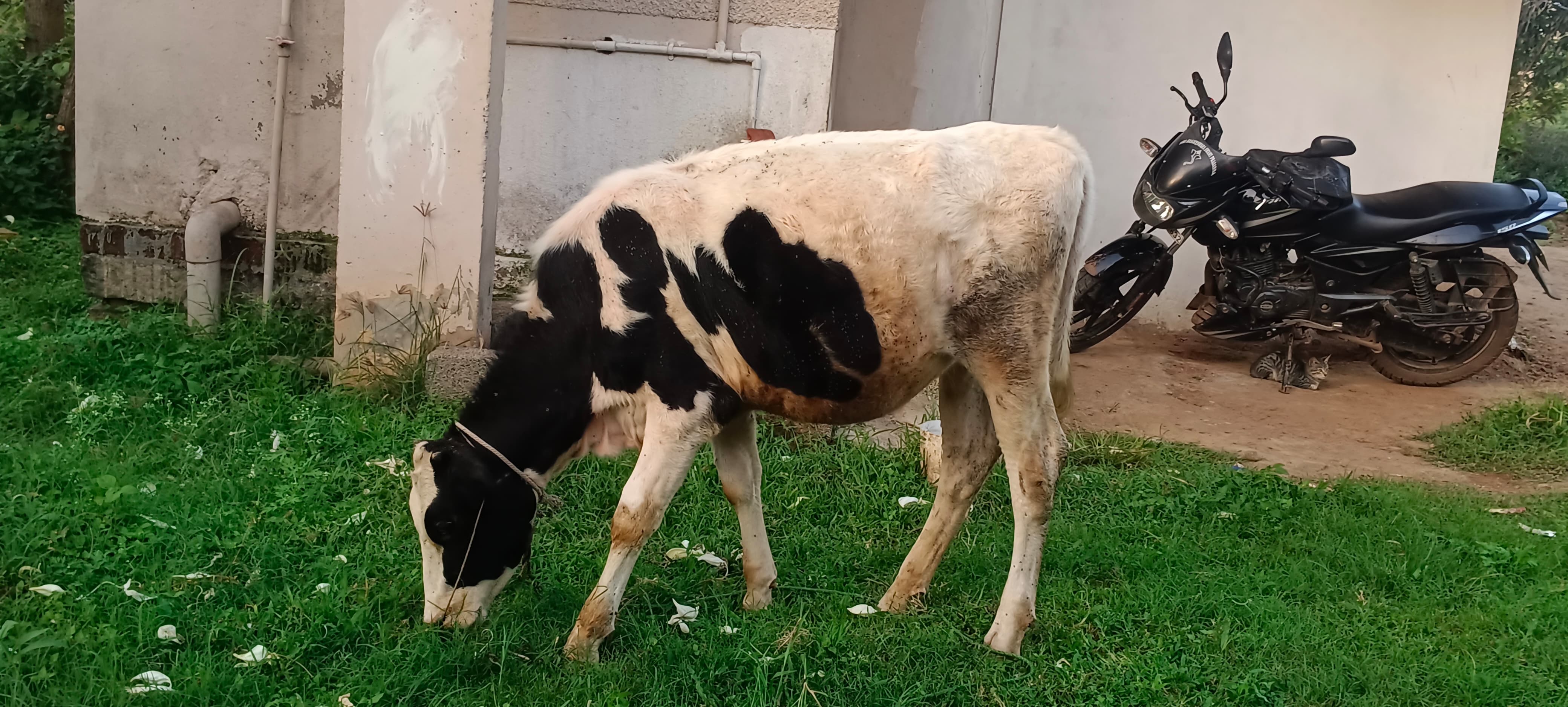 niral farm jungle stay hosur